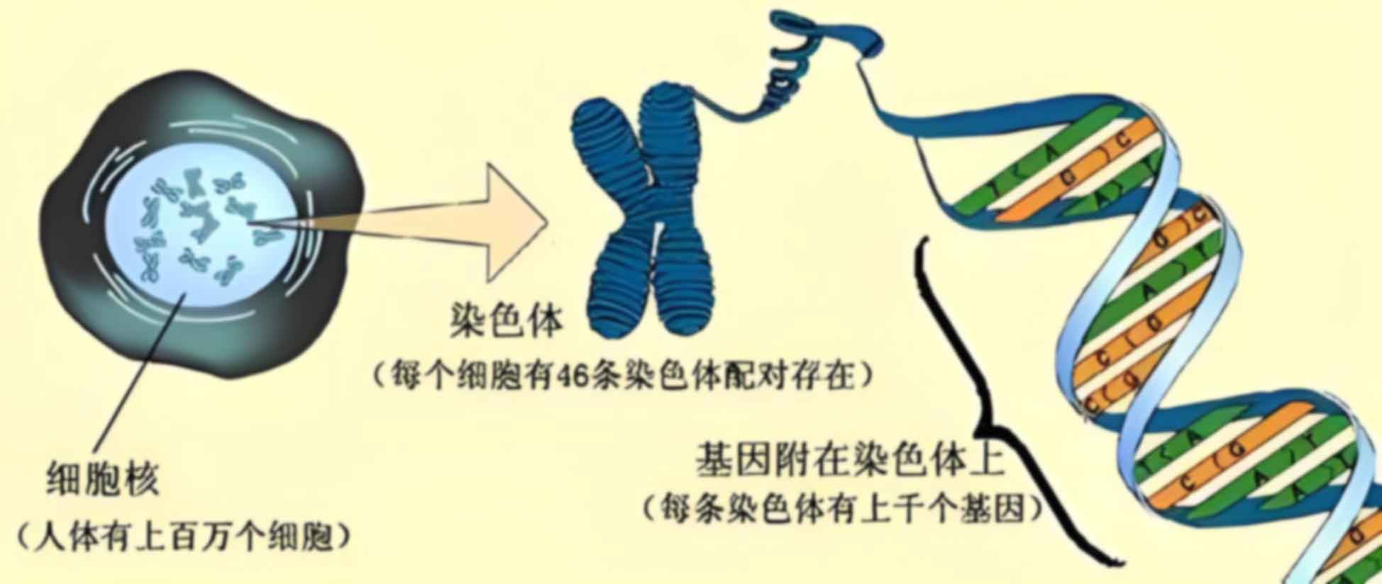 连勤保障部队第九一〇医院做升学亲子鉴定的流程